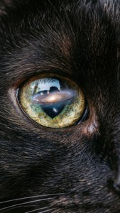 Galaxy Cat Eye