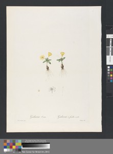 Galazia Ovata / Galaxia à Feuilles Ovales, Plate 246 from Les Liliacées, volume 5, Paris, 1802-1816
