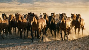 Galloping Mustangs
