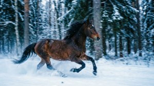 Galloping Through Snowy Forest