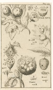 Galnotenvliegen XVI
