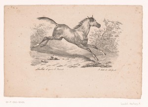 Galopperend paard in landschap