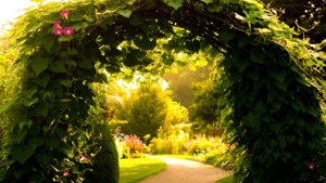 Garden Arch Morning Glory
