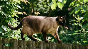 Garden Explorer