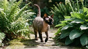 Garden Stroll