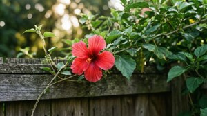 Garden Vine Hibiscus