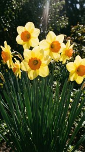 Garden Yellow Narcissus