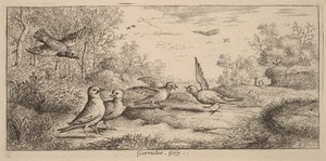 Garrulus, The Jay
