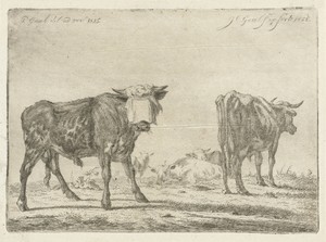 Geblinddoekte stier bij kudde runderen