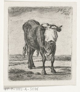 Geblinddoekte stier