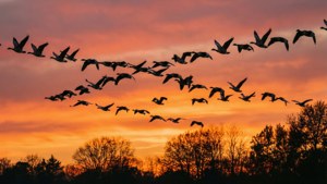Geese at Sunset
