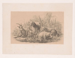 Geitenbok, vijf schapen en een lam