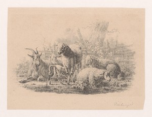 Geitenbok, vijf schapen en een lam