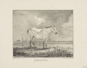 Gelders paard