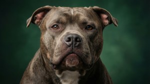 Gentle Muscular Pitbull