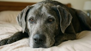 Gentle Senior