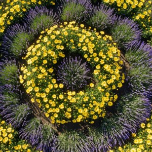 Geometric Marguerite Garden