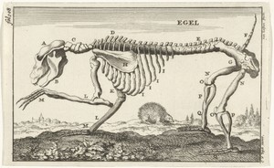 Geraamte van een egel