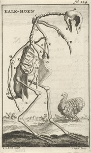 Geraamte van een kalkoen