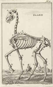 Geraamte van een paard