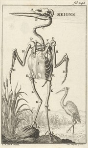 Geraamte van een reiger
