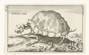 Geraamte van een schildpad