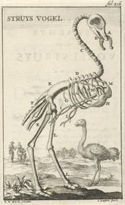 Geraamte van een struisvogel