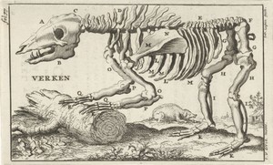 Geraamte van een varken