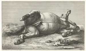 Gesneuveld paard liggend op de linkerzij
