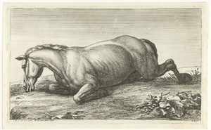 Gesneuveld paard op de buik liggend