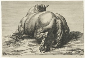 Gesneuveld paard op de buik van achter gezien