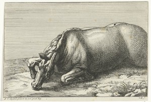 Gesneuveld paard op de linkerzij gezien