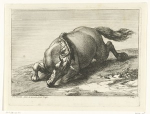 Gesneuveld paard schuin van voren