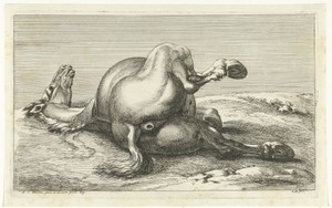 Gesneuveld paard van achter gezien
