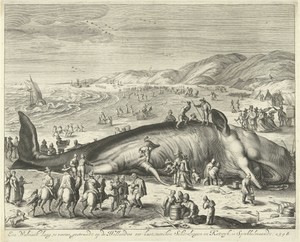 Gestrande walvis bij Berckhey, 1598