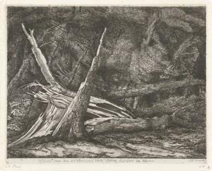 Gevelde bomen na een storm