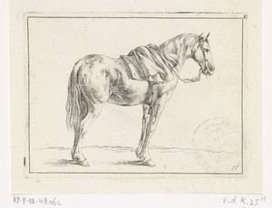 Gezadeld paard naar rechts