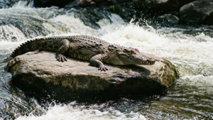 Gharial Amidst Rapids