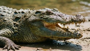 Gharial Close-Up Portrait