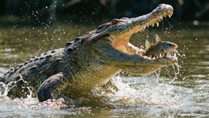 Gharial Hunting Strike