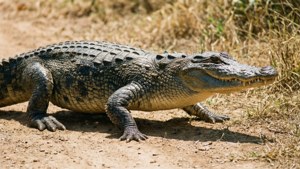 Gharial on the Move Land