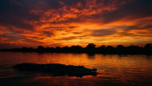 Gharial Sunset Silhouette