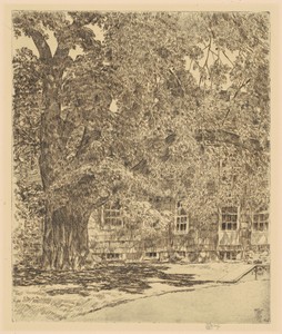 Giant Elm, Easthampton