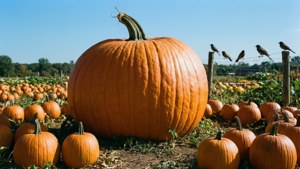 Giant Pumpkin Center