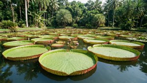 Giant Victoria Lily