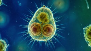 Giardia Microscopic View