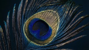 Gilded Peacock Feathers
