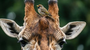 Giraffe and Bird Friend