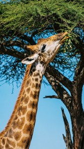 Giraffe Eating Leaves