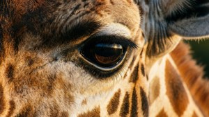 Giraffe Eye Close-Up